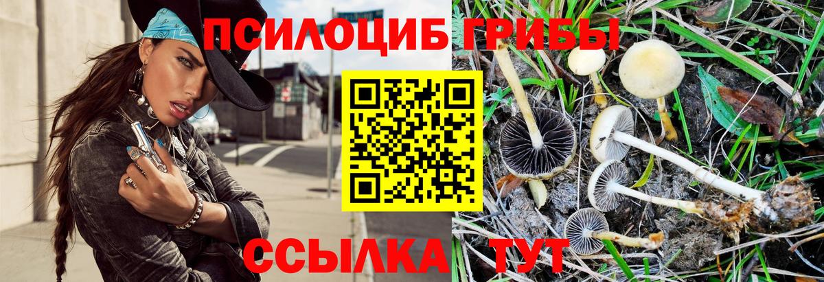 Волхов  Галлюциногенные грибы Magic Shrooms  купить  сайты  Вход с VPN 